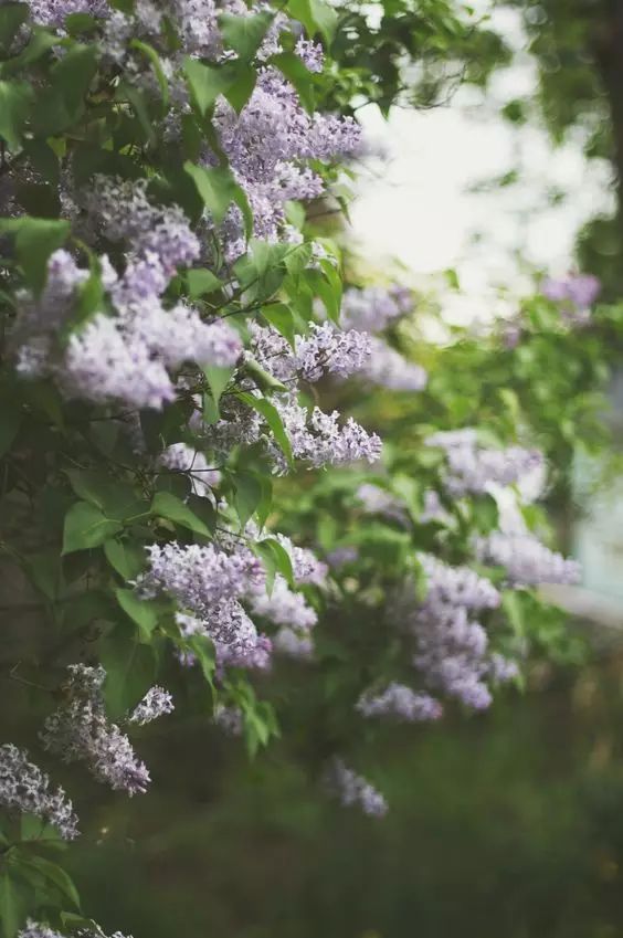 丁香花,一树的淡紫,清香宜人,美极了