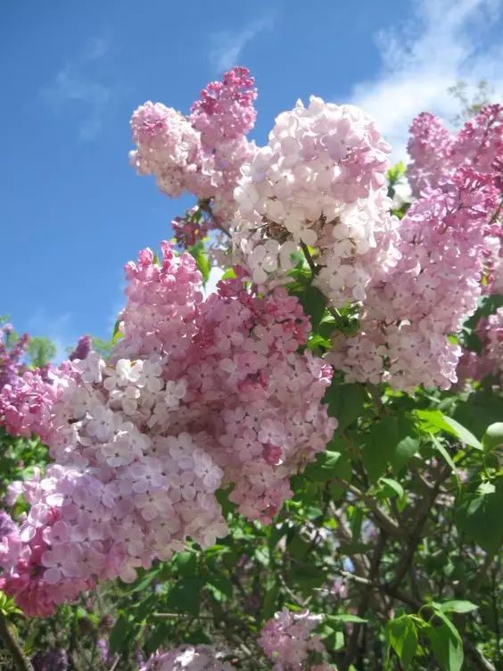 丁香花一树的淡紫清香宜人美极了