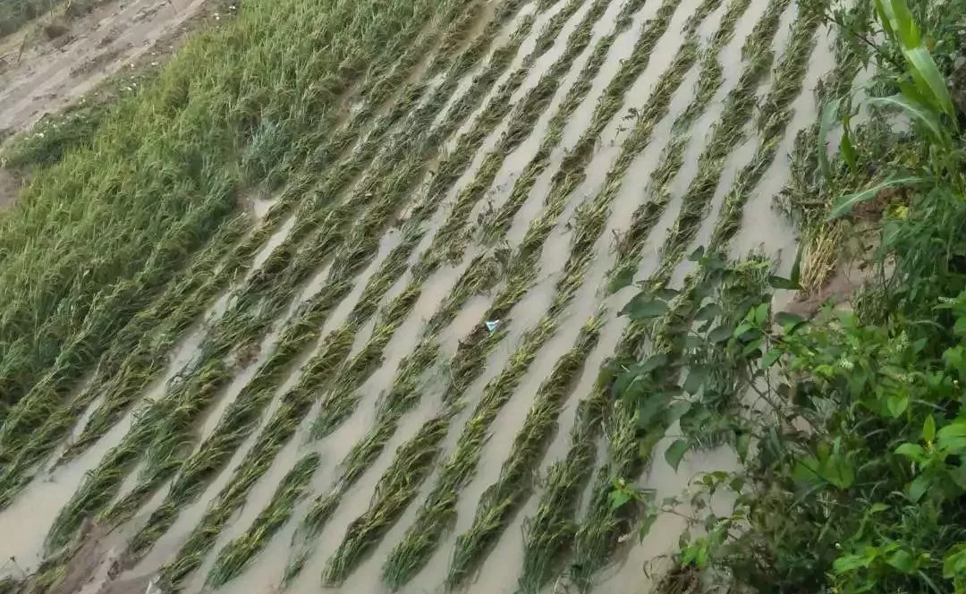 【暴雨】龙山县乌鸦河遭洪水,桥梁道路被毁