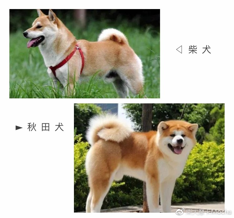 福懋动物医院忠犬八公故事的原型究竟是秋田还是柴犬