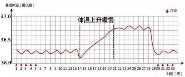 正常来讲,在出现体温最低点后,1~2天基础体温就会达到高温相.