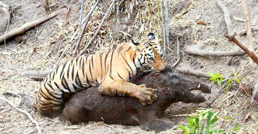 老虎霸气捕猎野猪,直接扑上来抱着咬,看野猪反应可知实力悬殊