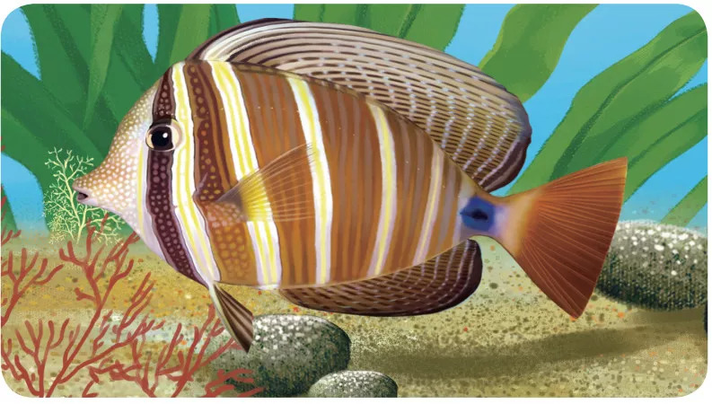 海洋科普（490）| 色彩鲜艳的鱼——高鳍刺尾鱼_手机搜狐网