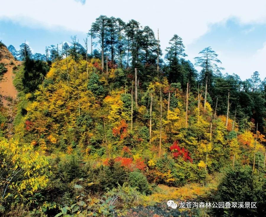 山水家乡龙苍沟国家森林公园