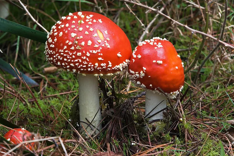 根据颜色与形状不能简单区别蘑菇是否有毒,比如褶孔牛肝菌是颜色鲜艳