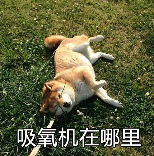 柴犬表情包,哈哈哈太可爱了