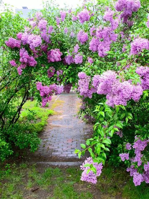 丁香花一树的淡紫清香宜人美极了