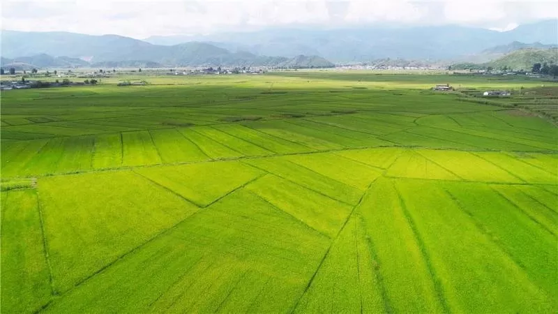 永宁稻田