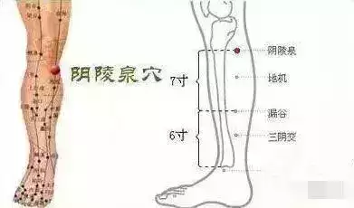 阴 陵 泉【定位 在小腿内