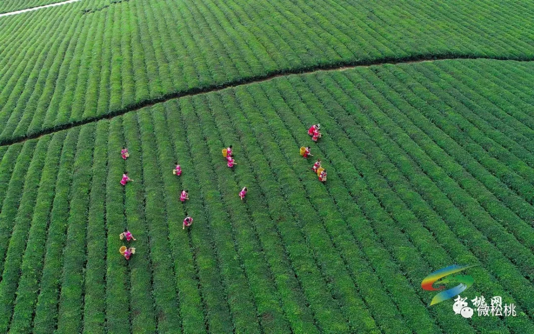 正大茶叶产业示范园