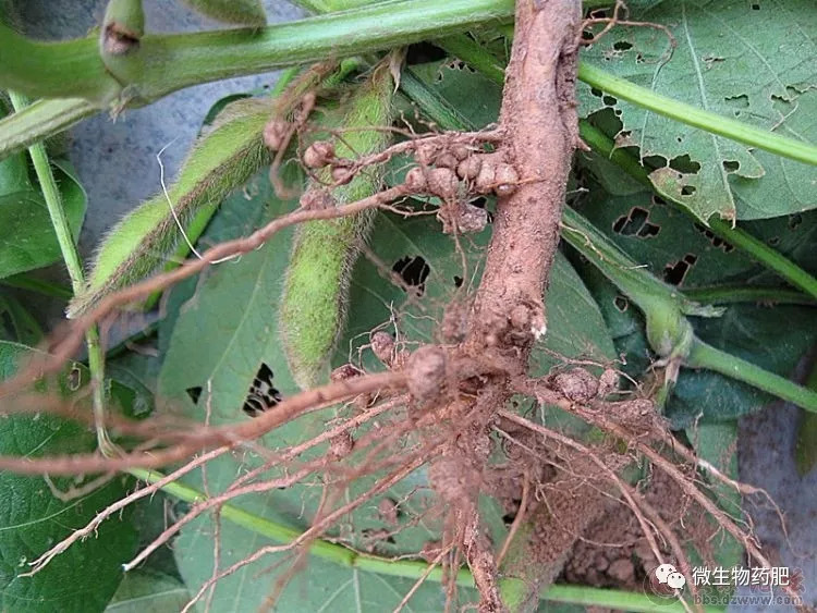 大豆只开花不结荚,到底哪里出了问题?