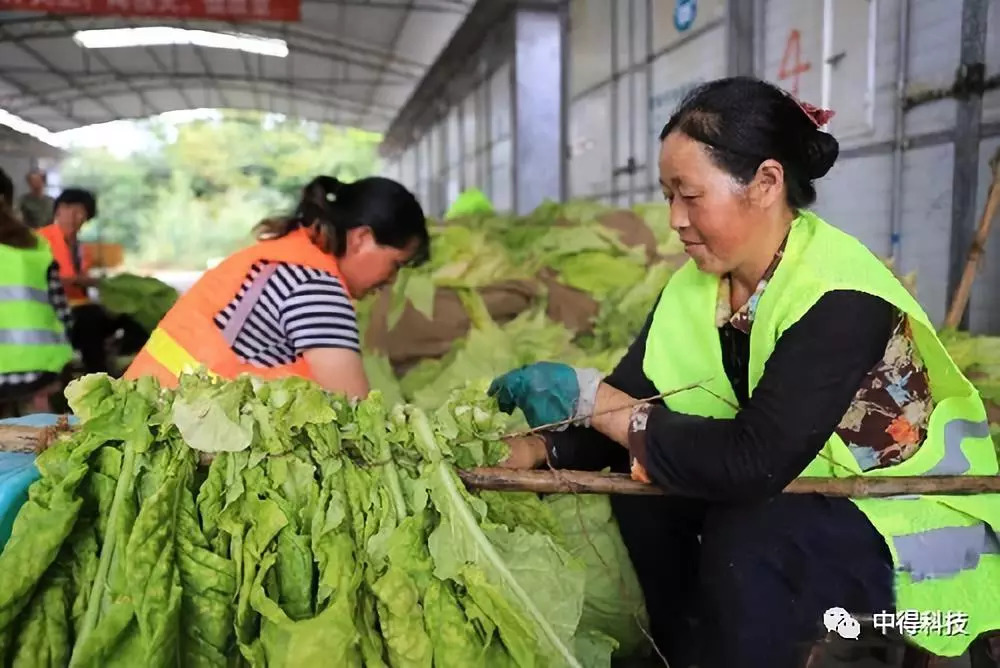 贵州:烤烟用上新能源 烟农省心又省力