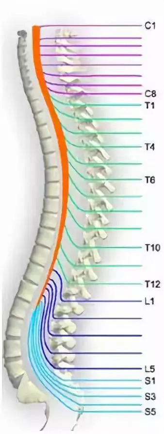 大多数人不知道脊髓由哪些部分组成,各部分有什么作用,以及脊髓是如何