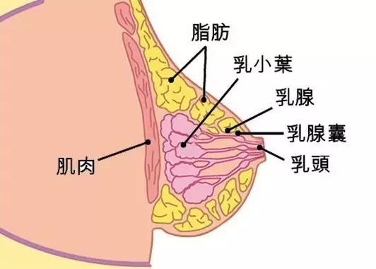 据世界卫生组织统计,每年有120万左右的女性患乳腺疾病,每年有50万