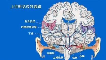 北仑惠耳听力-你了解听觉中枢吗?