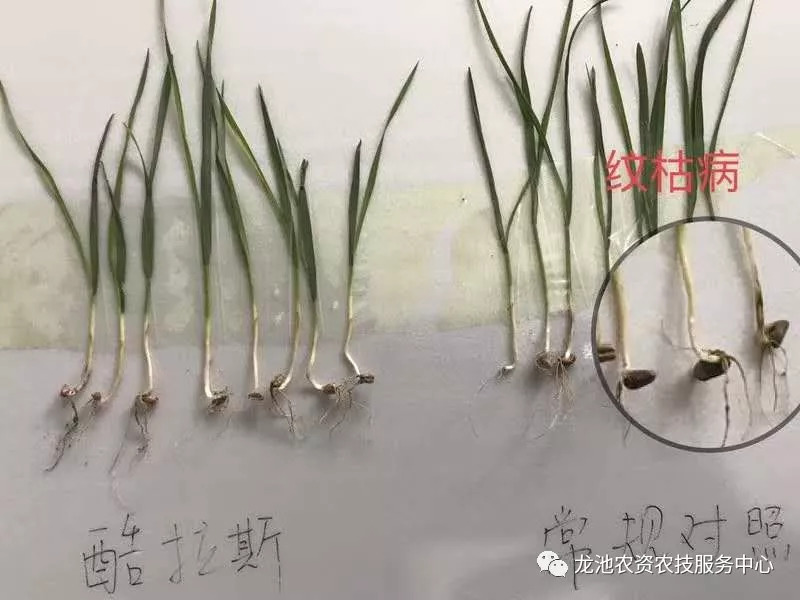 三拌促生根:加快生根,有效提高次生根喷发,为小麦来年高产打下坚实的