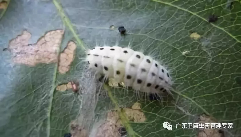 梨树天敌梨星毛虫集中处理消灭越冬幼虫