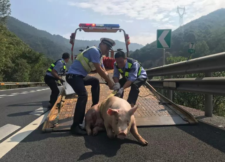 从义乌出发的"二师兄"越狱了,甬金高速交警上演"擒猪大战"