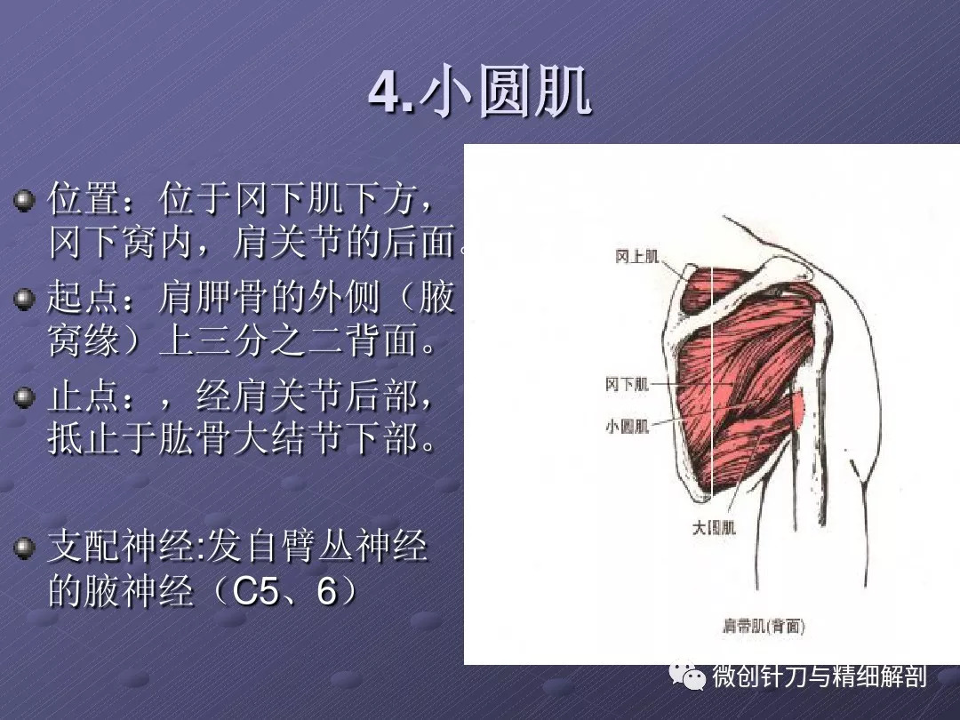 肩关节运动相关肌肉解剖