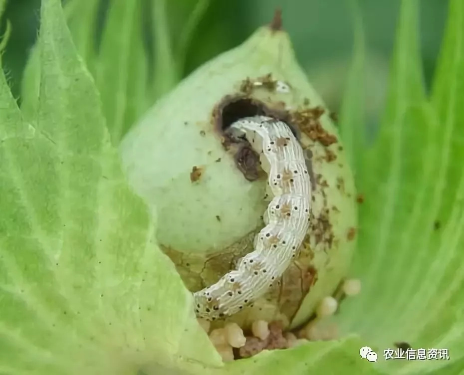 用了这么多年的杀虫剂,你用对了吗_棉铃虫