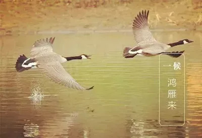 出现在天空的西北方 正所谓"斗柄西指,天下皆秋 白露 白露有三候 一