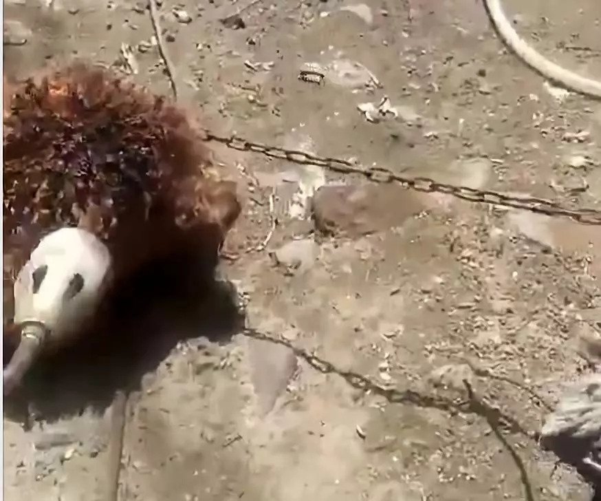 喷火枪火烧泰迪犬视频刷爆哈尔滨人朋友圈当事人一来气就把它杀了