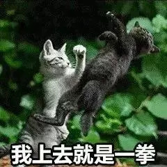 最近很火的40张猫咪表情包