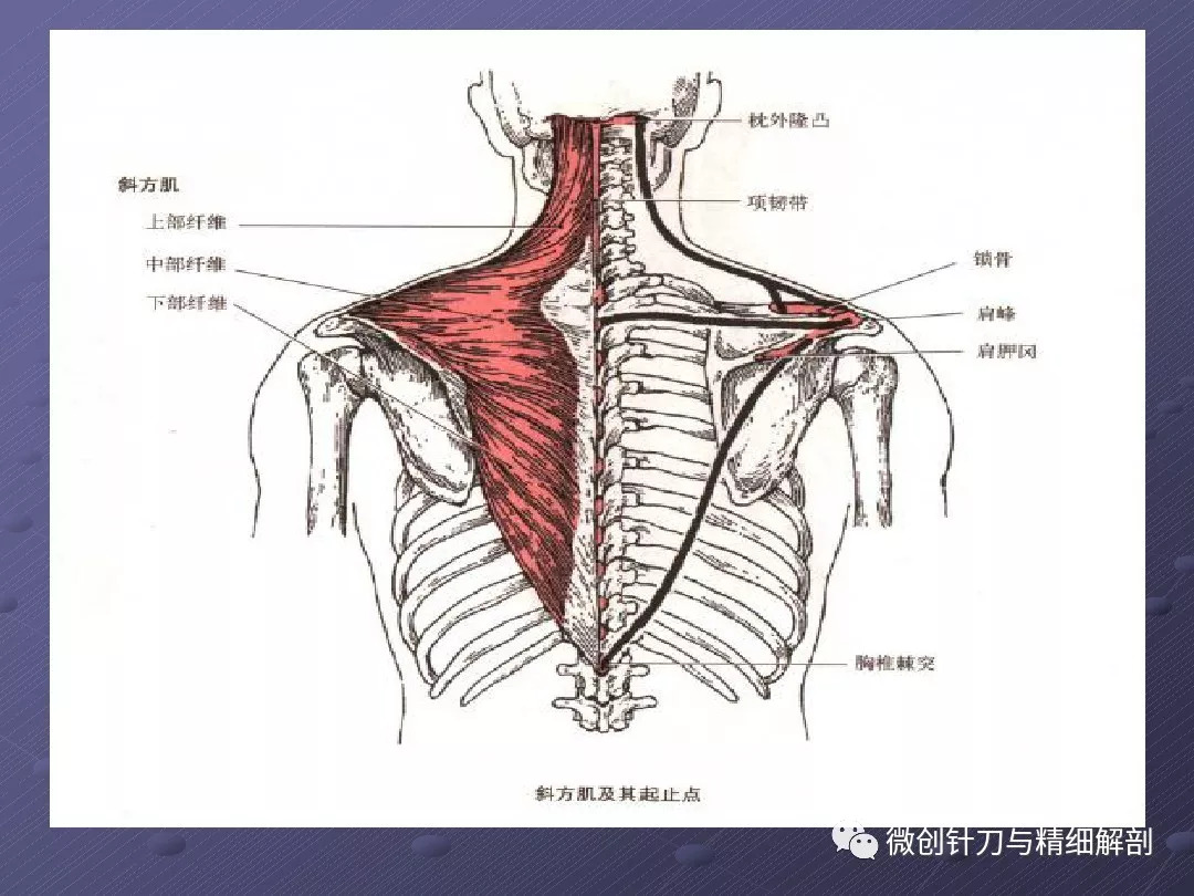 肩关节运动相关肌肉解剖