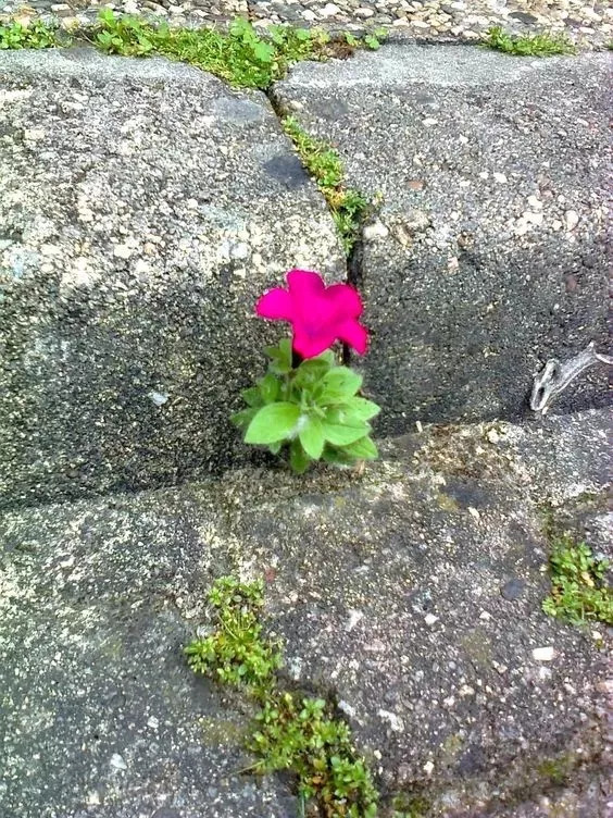 罅隙里开出的花……绝处逢生