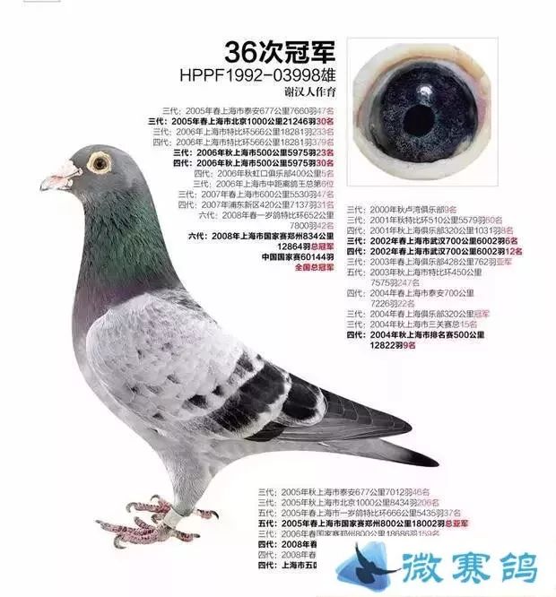 【图集】12羽世界顶级名鸽,你见过几羽?