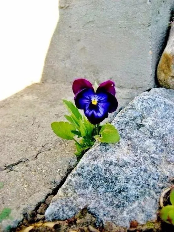 缝隙开出的花,绝处逢生