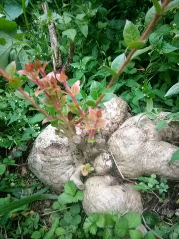 无奇不有:树萝卜的鉴赏与栽培