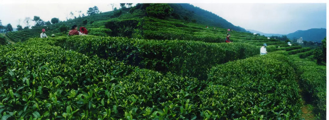 3 桂平西山茶 西山茶又名棋盘茶,棋盘仙茗,始于唐代,明代时已享有