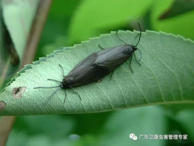 梨树天敌梨星毛虫集中处理消灭越冬幼虫