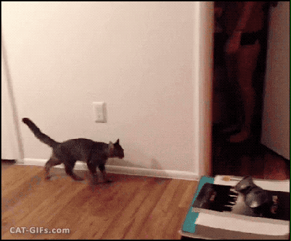 这些图,刷新你对猫咪跳跃能力的认知