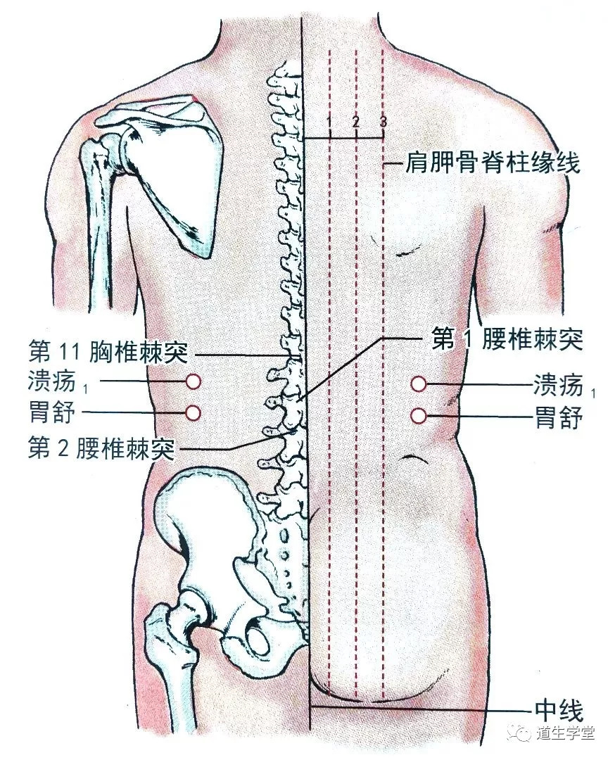 【主治】胃痛,胃痉挛. 【刮痧】在此穴位上直接刮,力求出痧.