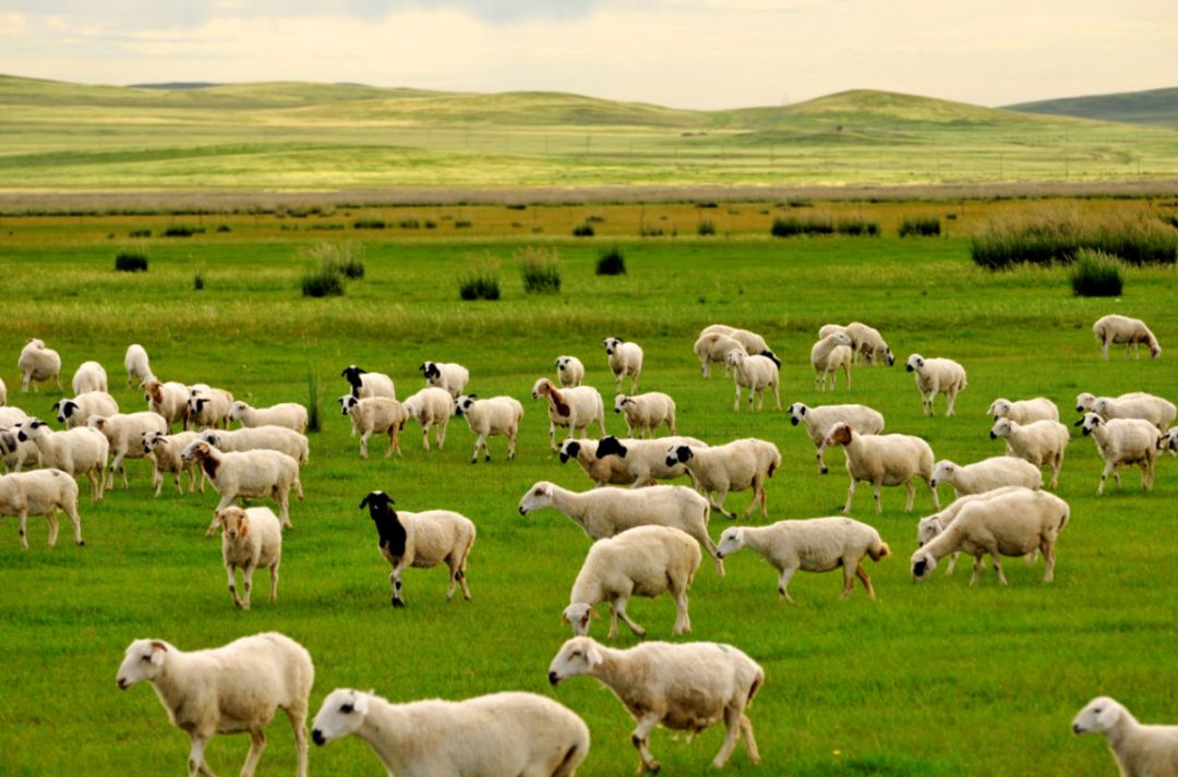区总量的1/4以上,这里有"乌珠穆沁样""苏尼特羊""察哈尔羊"等优良品种