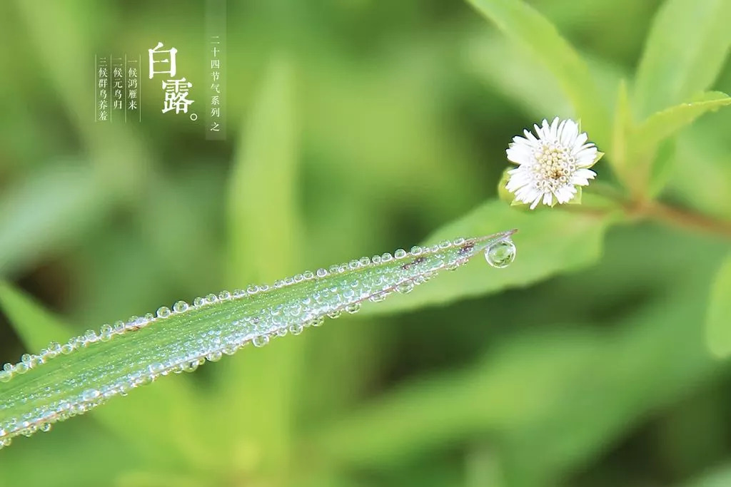 "白露"节气,大家准备好健康过秋了吗?