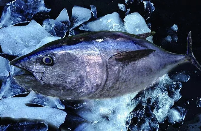 来自深海的顶级食材,蓝鳍金枪鱼引爆你的味蕾!