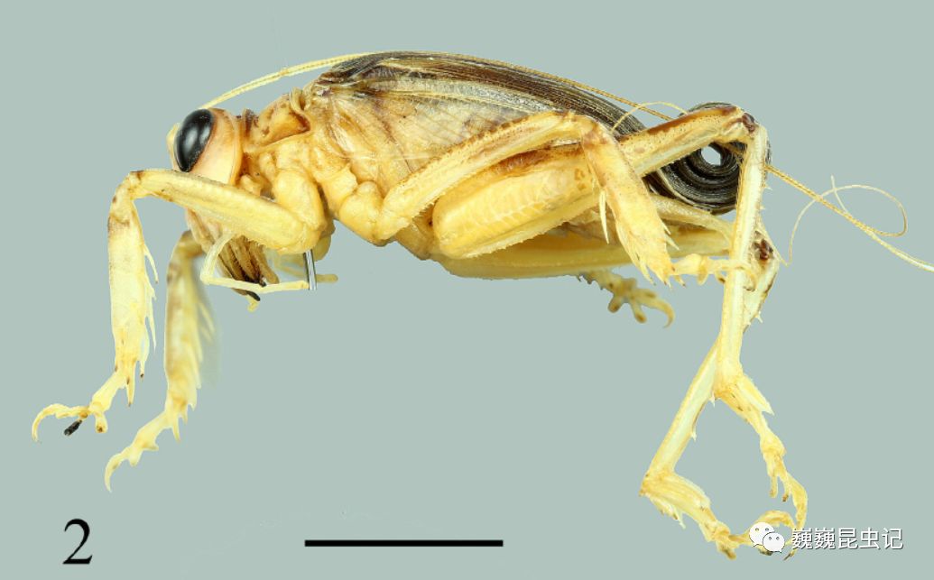 虫研捷报自带发条的螽斯裂跗螽科添一新种