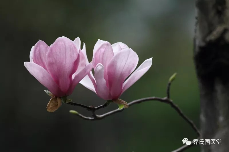 中药小知识 辛夷 玉兰