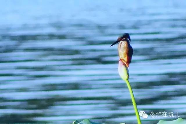 夏日莲花池_翠鸟