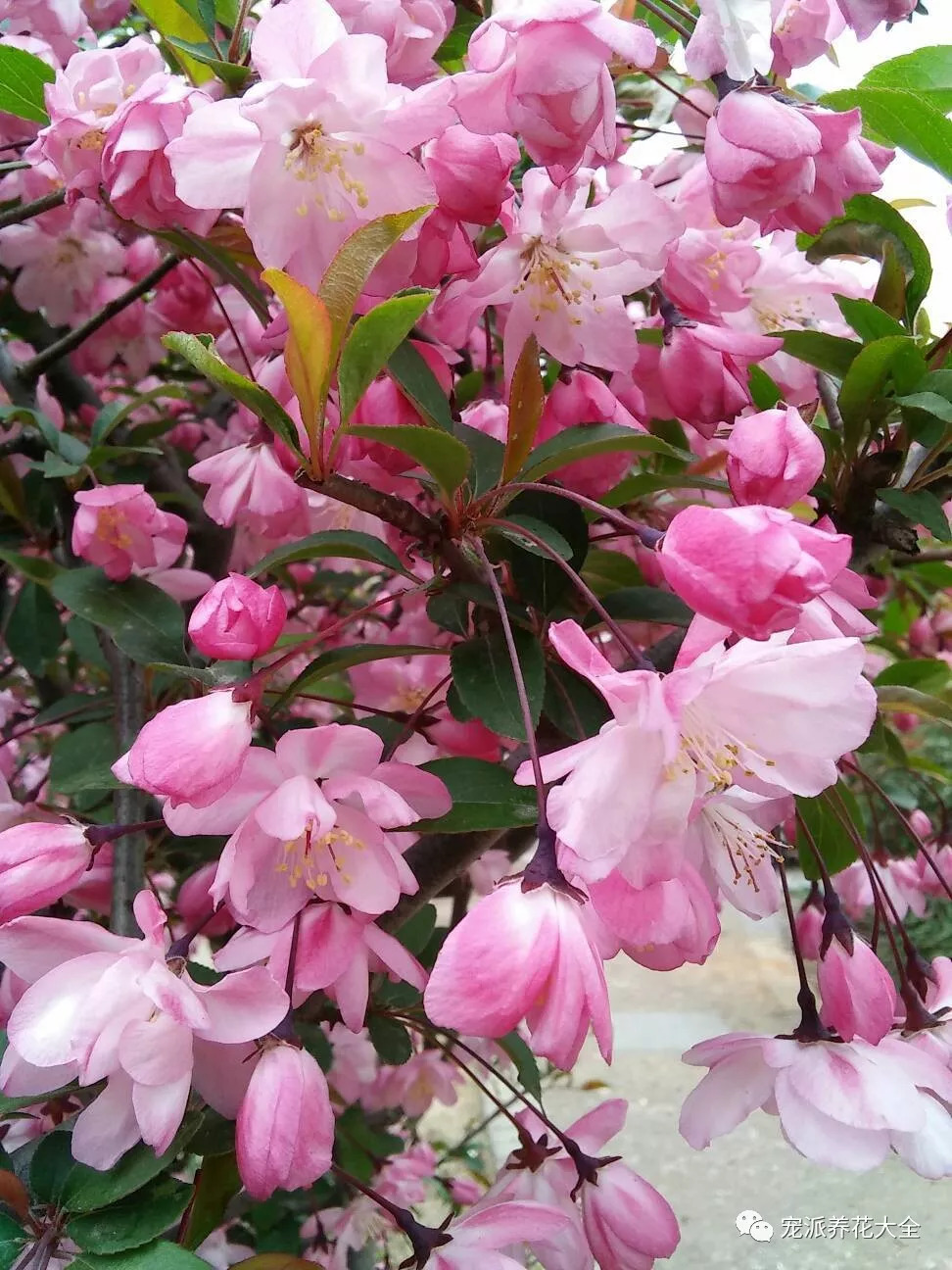 【每日一花】西府海棠:花姿潇洒,花开似锦!