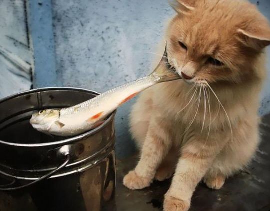 猫吃鱼人吃猪肉猜成语_猫吃鱼图片