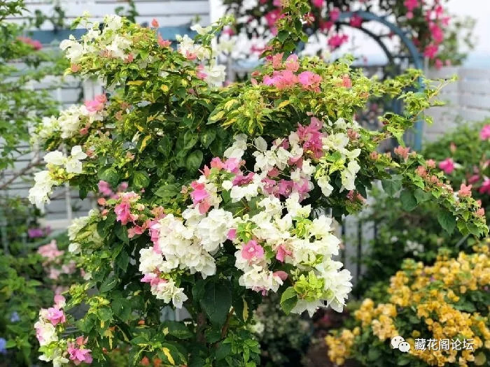 珊园云赏花-百花不断 三角梅始成主角_花户