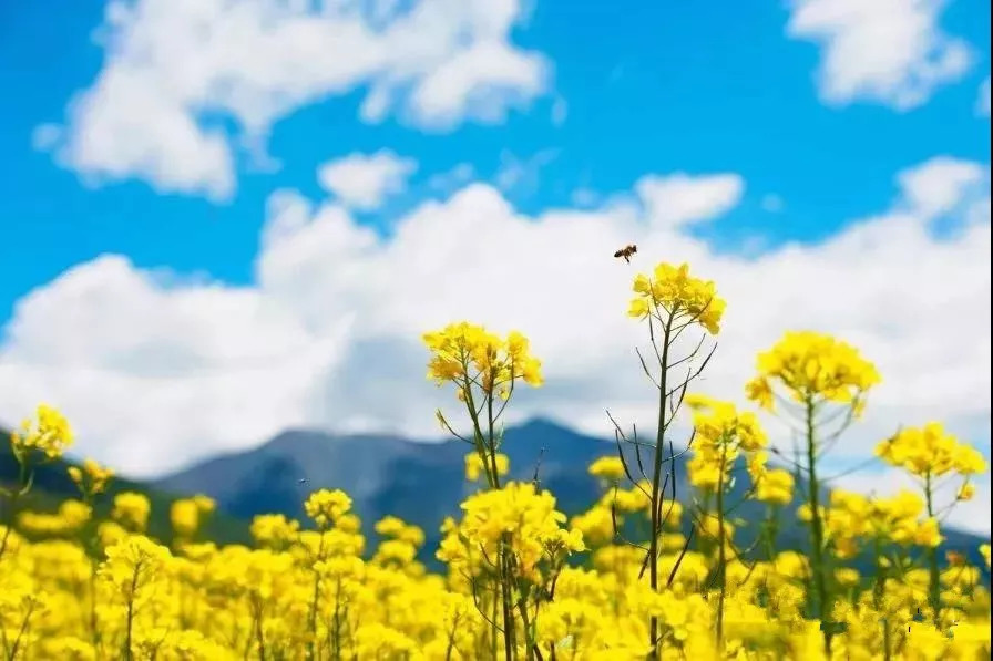 走进奇台|江布拉克油菜花再次盛开啦!