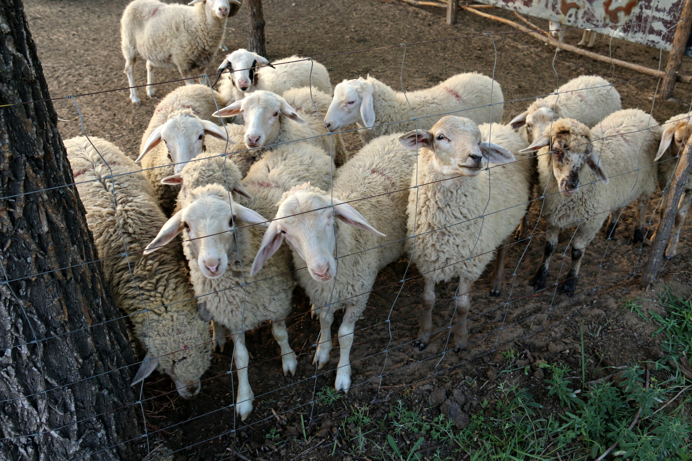 羊 羊圈 农场院子 - Pixabay上的免费照片 - Pixabay