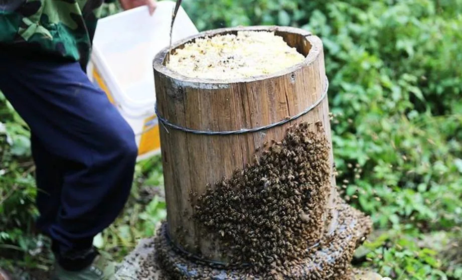 但是无法治疗蜜蜂蜂病和移动巢脾就成了传统木桶养蜂