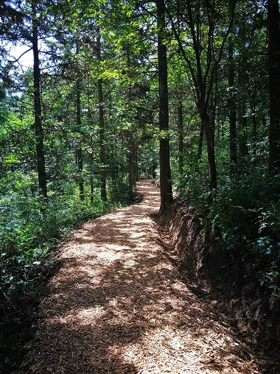 遂昌白马山森林公园建成森履之野疗养步道