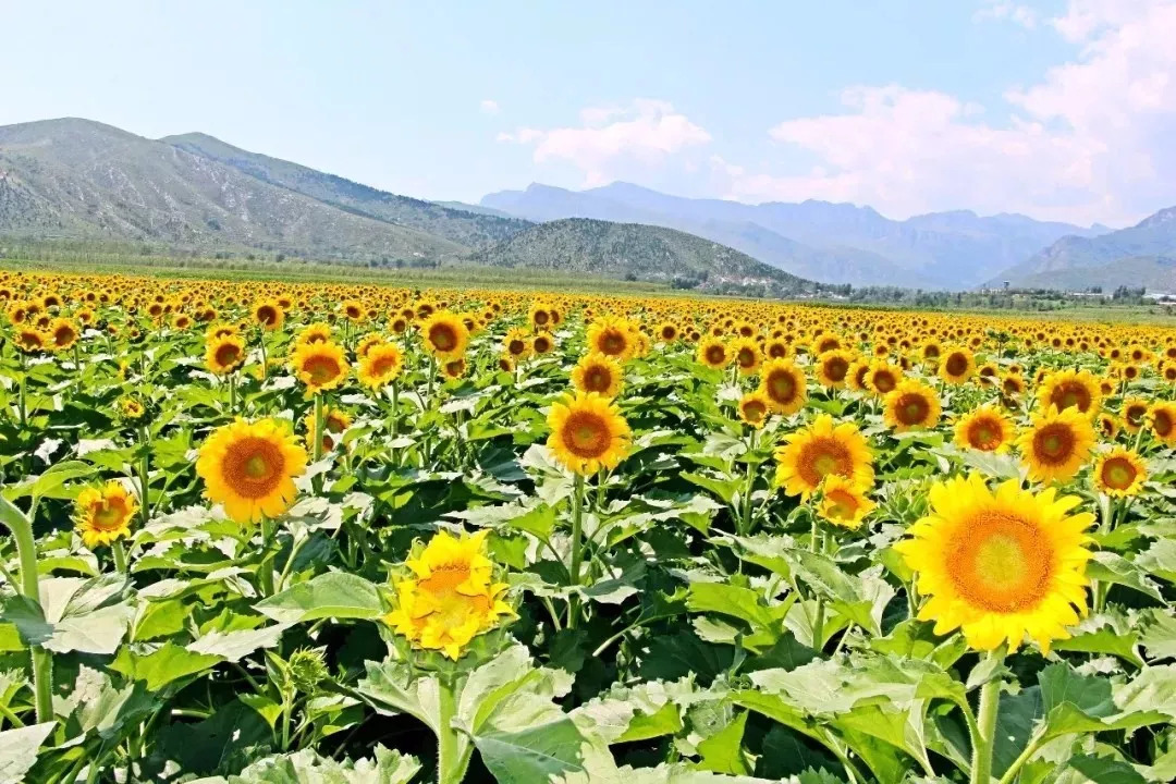 图片来源:天开花海 id:tiankaihuahai 如果你错过了 7,8月份盛开的